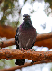 A blue pigeon sits on a pine branch in the forest