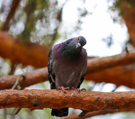 A blue pigeon sits on a pine branch in the forest