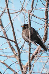 Blackbird on a tree