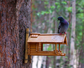 Fototapeta premium Blue pigeon in the forest on the roof of the birdhouse