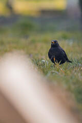 Blackbird in the grass.