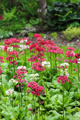 Candelabra Primrose blossom in garden