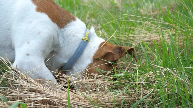 Cute tricolor purebred Jack Russell Terrier dog digging mouse hole in meadow