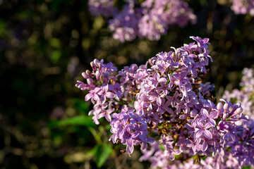 lilac flowers in the sun