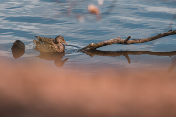 Duck on the water.