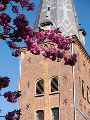 Japanische Kirsche, rosa,  Bl&uuml;te, Kirche, Fr&uuml;hling