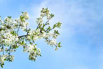 Blooming apple tree background. White flowers of an apple tree against a blue sky, selective soft focus. Abstract natural background. Space for text. Template for postcards.
