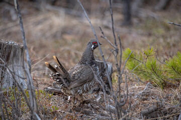Rock ptarmigan seen in wild, natural environment during spring time in northern Canada with whole body showing. 