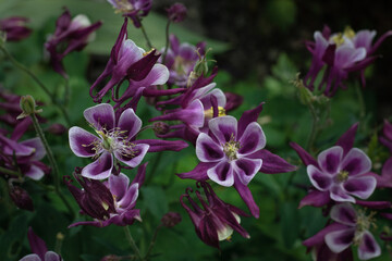 Fototapeta premium Beautiful textured purple flowers bloom in the spring garden. Purple flowers on a blurry background on a sunny spring day.