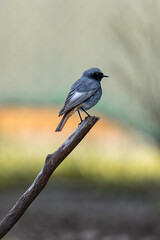 bird