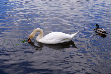 The white swan swims in the pond.