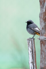 bird