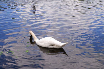 The white swan swims in the pond.