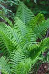 Soft green fern in garden