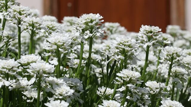 White flower Iberis. Candytuft (Iberis amara - Iberis sempervirens, multiple flowers.