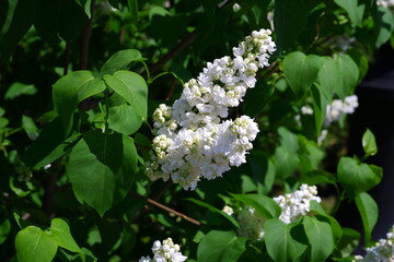 White lilac bush. The bush is blooming.