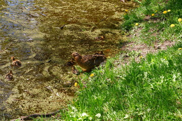 Duck with ducklings on the shore of the pond.