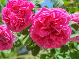 roses many fresh on the plant, leaves sky sunny spring day freshnes