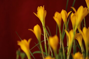 Flower- Zephyranthes Citrina beautiful background for seasons greetings. Beautiful background of yellow flower for seasons greetings