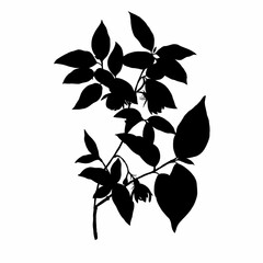 Single black leaf of isolated on white background. Ideal for printing home decor on canvas.