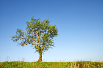 Landscape with a lonely tree in a field under clear blue sky.