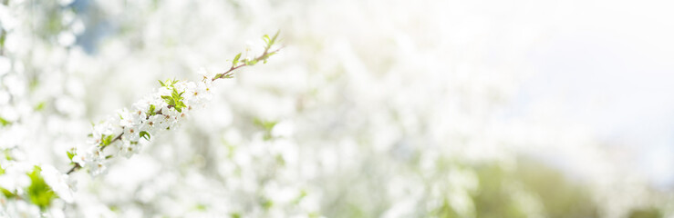 Cherry blossoms in the city park. Summer background.