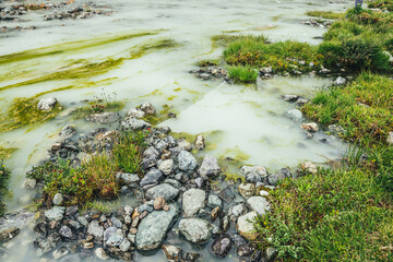 Vivid alpine landscape with green grasses and beautiful flowers among stones on waterlogged mountain lake. Bright mountain scenery with wild flora of highlands. Scenic view to plants of mountain lake.