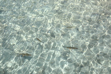 Fish in the crystal-clear water, Plitvice Lakes National Park, Croatia