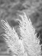 Pampasgras, schwarz-weiss, high key