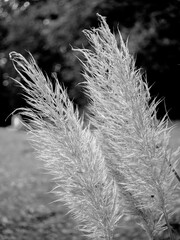 Pampasgras, schwarz-weiss, high key