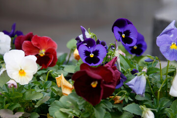 Bright multicolored Pansy flowers in a flowerpot on a city street in summer. Selective focus.