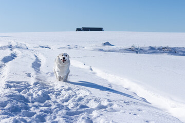 Pies w śniegu, biały owczarek szwajcarski zimą, pogoń - obrazy, fototapety, plakaty