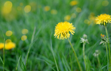Yellow dandelions flowers on green spring meadows, natural background