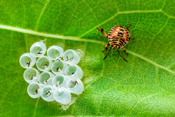 Dangerous insect on human skin. The mite hid in the leaf of the plant, hatched ticks, encephalitis mite. tick protection concept.