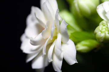 Closeup of white flower