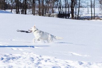 Pies w śniegu, biały owczarek szwajcarski zimą, zabawa - obrazy, fototapety, plakaty
