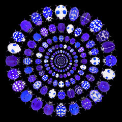 Beetles. Circular design with ladybugs (ladybird beetles) (Coleoptera: Coccinellidae). Invert...