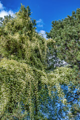 plante grimpante à l'assaut des pins