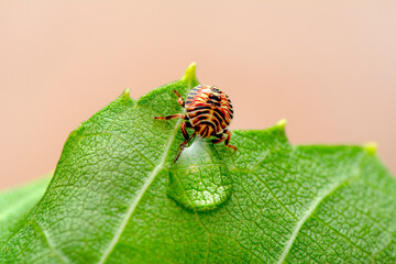 Dangerous insect on human skin. The mite hid in the leaf of the plant, hatched ticks, encephalitis mite. tick protection concept.
