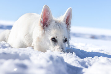 Pies w śniegu, biały owczarek szwajcarski zimą, nos w śniegu