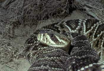 A coiled Eastern Diamondback Rattlesnake