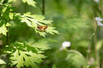 Zabulon Skipper Butterfly Lon zabulon on a green leaf. Macro Closeup