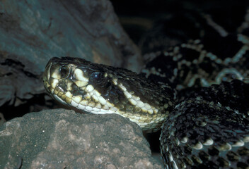 A face portrait of an Eastern Diamondback Rattlesnake