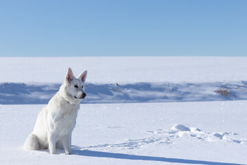 Pies w śniegu, biały owczarek szwajcarski zimą - obrazy, fototapety, plakaty