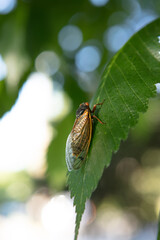 Brood X Cicada on a tree leaf. Macro Close-Up
