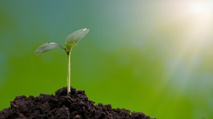 Small tree growing with sunshine. Green world concept