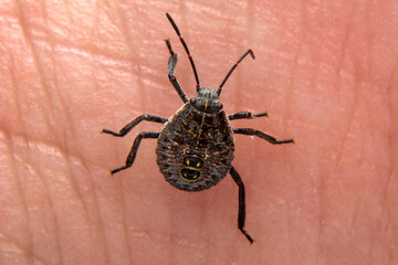 Sucking tick Macro photo on human skin. Ixodes ricinus. Bloated parasite bitten into pink irritated epidermis. Small red drops. Dangerous insect mite. Encephalitis, Lyme disease infection.    