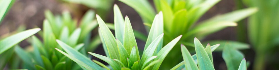 Obraz premium leaves green plants growing in the ground, close-up. Nature