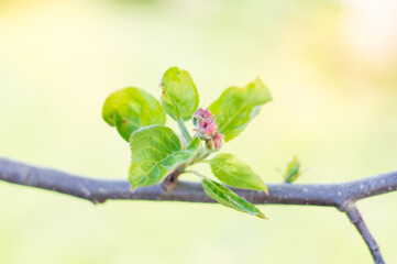Blooming apple-tree twig isolated on green background
