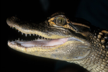 A face portrait of a young American Alligator in the Florida Everglades